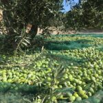 Δελτίο Τύπου_Η Δωρίδα στην πρώτη γραμμή καινοτόμων φιλοπεριβαλλοντικών πρακτικών στην ελαιοκαλλιέργεια.